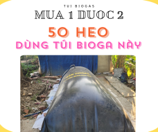 Túi Bioga Mua 1 Được 2 Nuôi 50 Heo Sử Dụng Túi Bioga  Bao Nhiêu Khối?