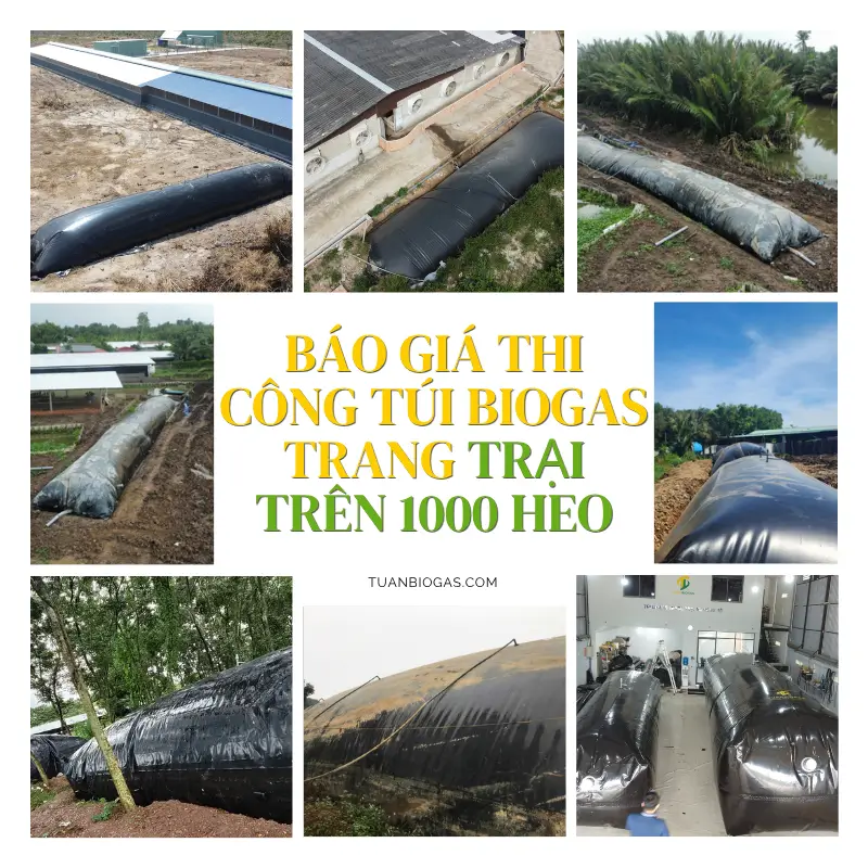 Báo giá thi công lắp đặt hầm biogas cho trang trại trên 1.000 heo