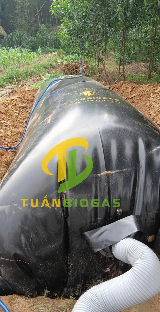 Hộ chăn nuôi tính túi biogas theo số heo dự kiến tăng đàn