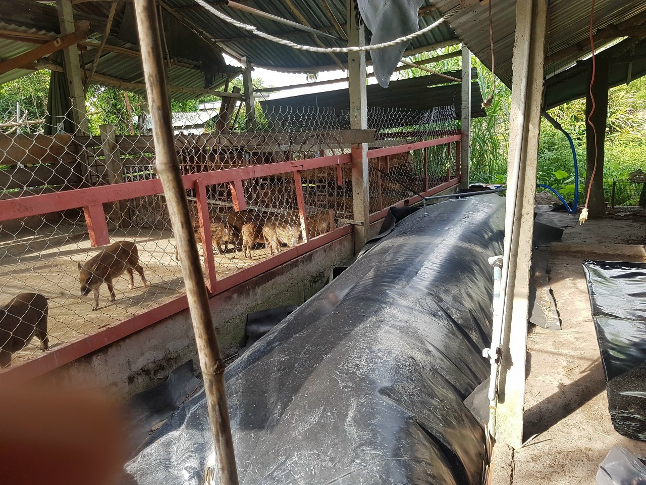 tui-biogas-quy-mo-ho-gia-dinh