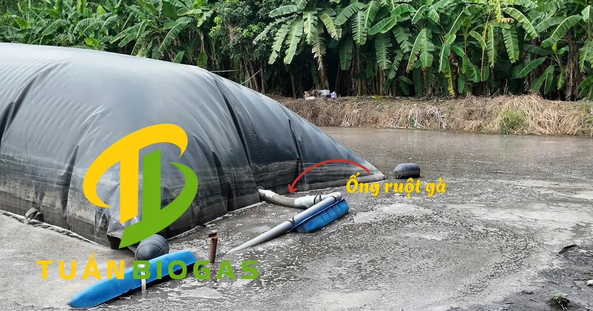 Ống ruột gà mềm dẻo kết nối giữa chuồng trại và túi biogas